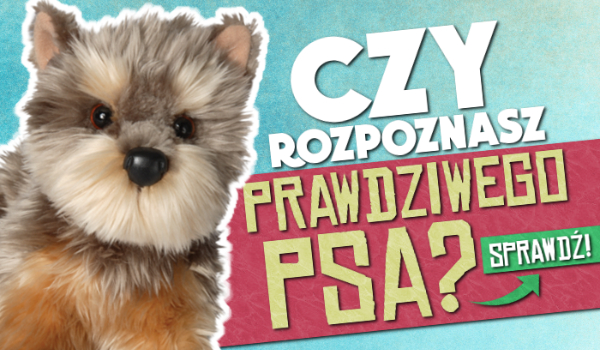 Rozpoznasz PRAWDZIWEGO psa?