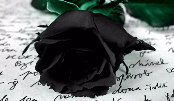 Black Rose #3