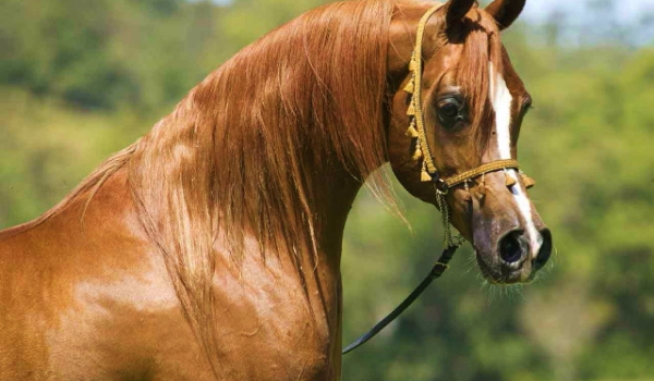 Jakim koniem jesteś?