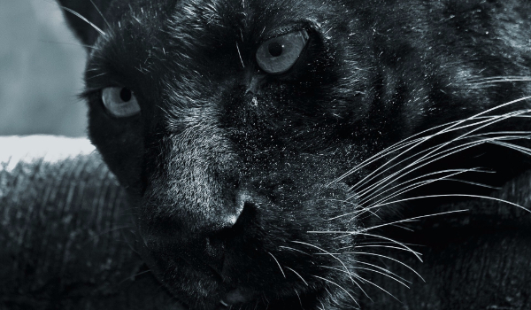 Morderstwo z pazurem #10