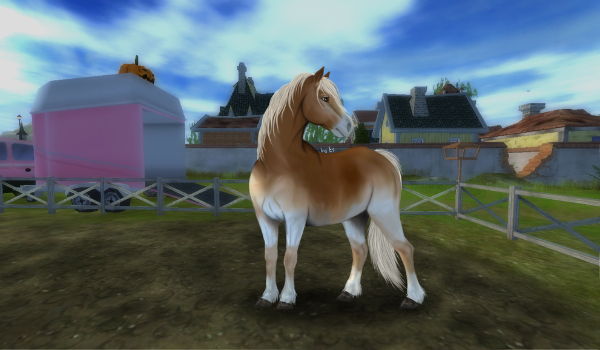 Jaki koń do ciebie pasuje na SSO?