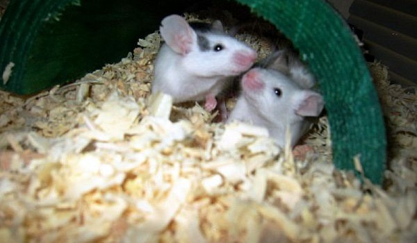 jakim zwerzęciem jesteś?