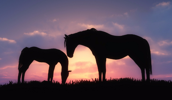 Kochasz konie ? Sprawdź !