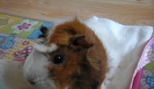 czy umiesz zająć się psem