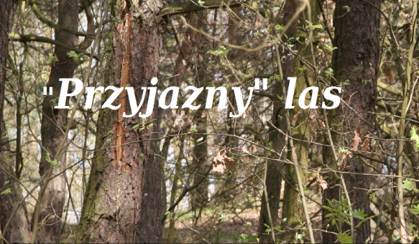 „Przyjazny” las #4