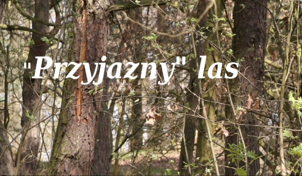 „przyjazny” las #6
