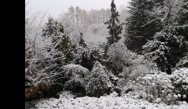 „Przyjazny” las #3