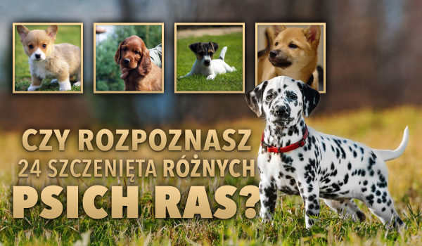 Czy rozpoznasz 24 szczenięta różnych psich ras?