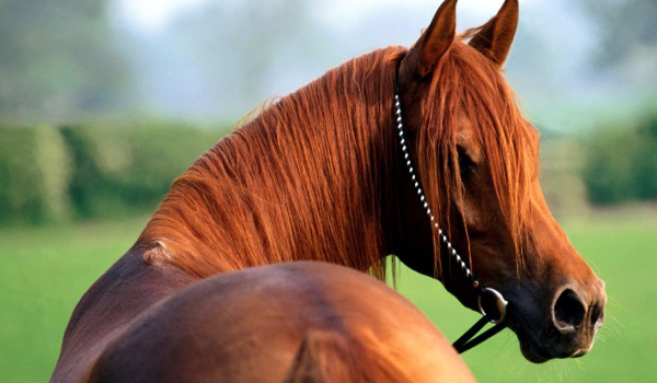 Jak dobrze znasz się na rasach koni?