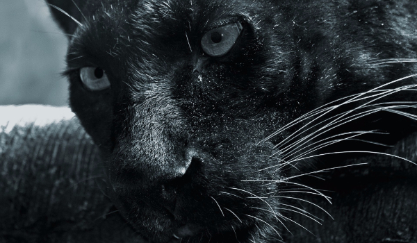 Morderstwo z Pazurem #12