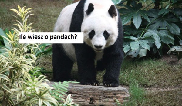 Ile wiesz o pandach?