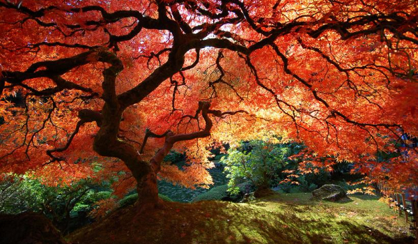 Czwarty dzień w . . .