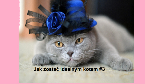 Jak zostać idealnym kotem? 3#