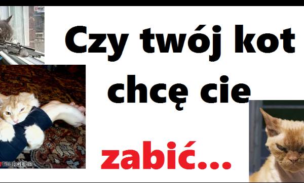 Czy twój kot chcę cie zabić…