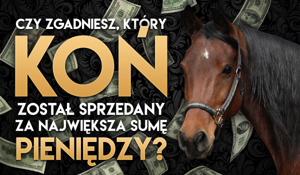 Czy rozpoznasz konia sprzedanego za największą sumę pieniędzy?