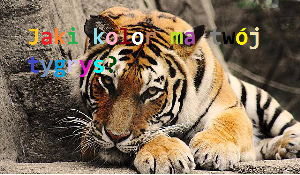 Jaki kolor ma twój tygrys?