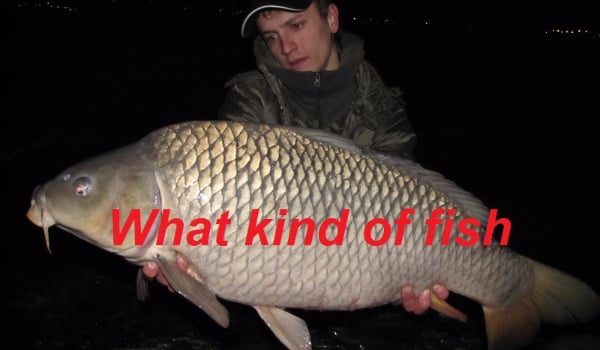 What kind of fish