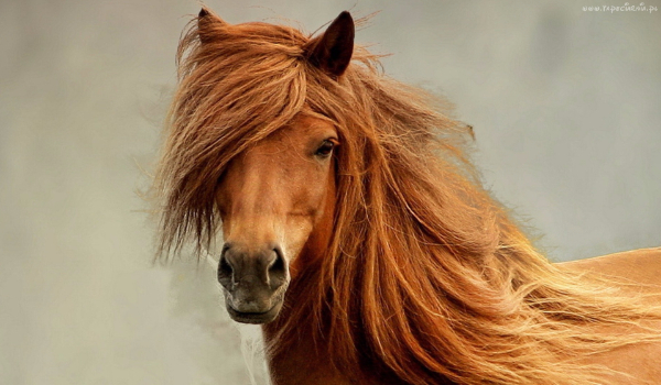 Jakim koniem jesteś?