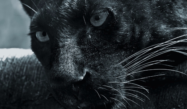 Morderstwo z Pazurem #13