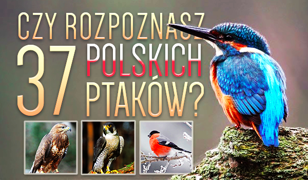 Czy rozpoznasz 37 polskich ptaków?
