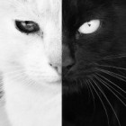 Tajemnicza_Black_Veil_Brides