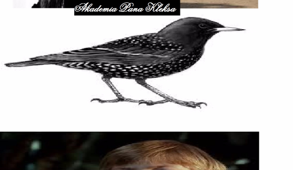 Akademia Pana Kleksa