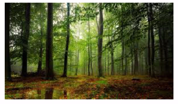 Dzicz #6….  #5/#4- info