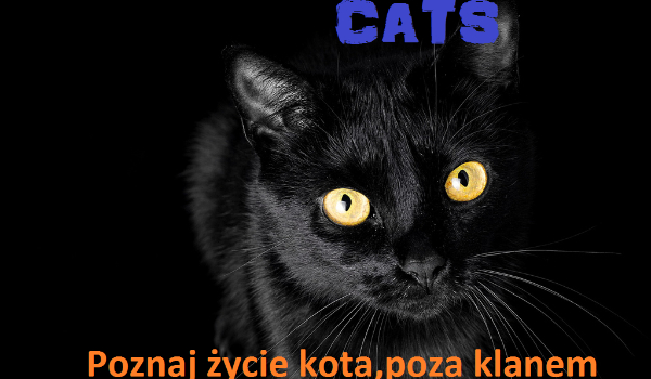 Cats-historia z podwórka #4