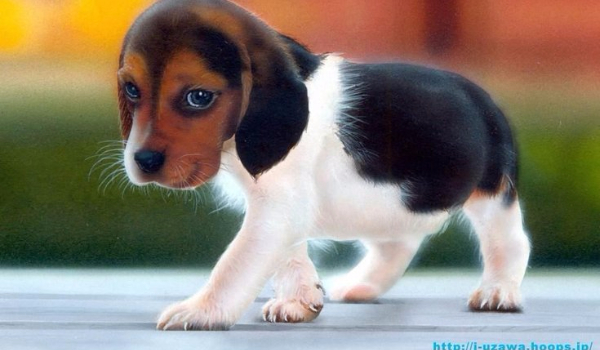 co myśli o tobie piesek?