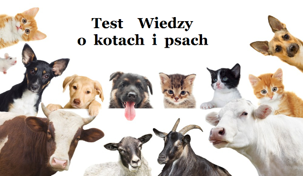 Test wiedzy o kotach i psach