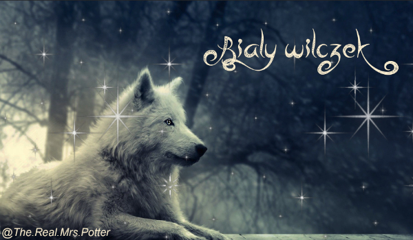 Biały wilczek #3