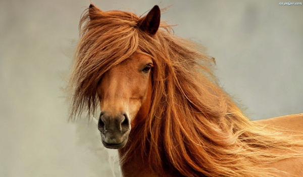 jaką rasą konia jesteś