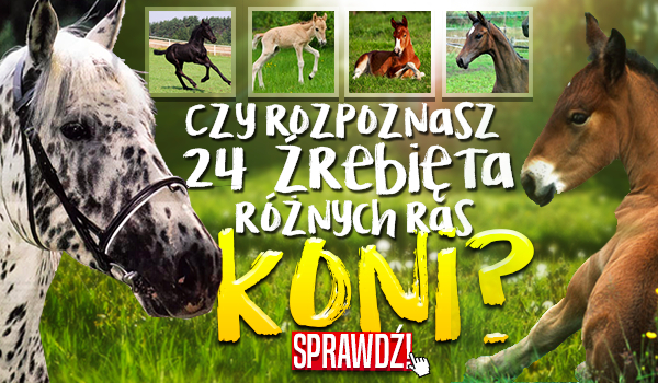 Czy rozpoznasz 24 źrebięta różnych ras koni?