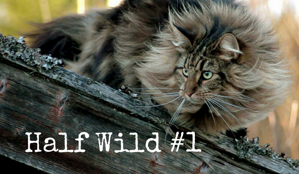 Half Wild #1