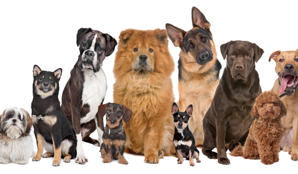 Czy rozpoznasz 10 ras psów? #3