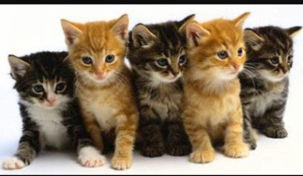 Czy twój kot cię kocha?