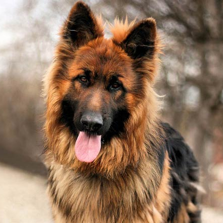 owczarkowa.dziewczyna