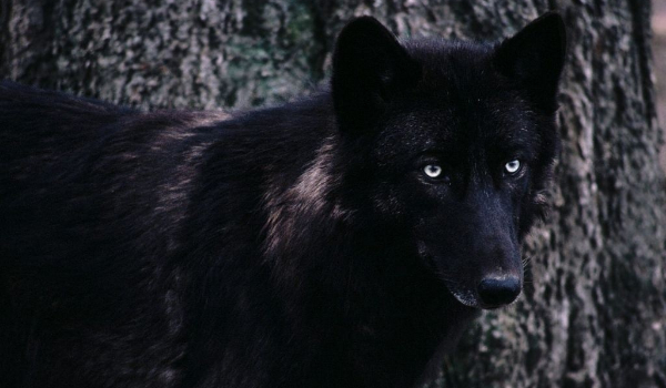 CZARNY ALFA#2 SEZON 1