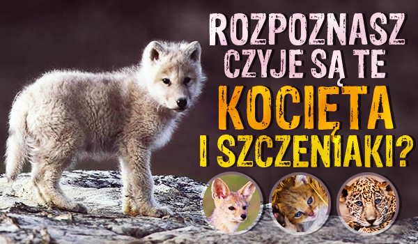 Czy zgadniesz, czyje są te kocięta i szczeniaki?
