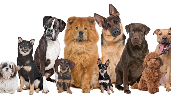 Czy rozpoznasz 10 ras psów? #2