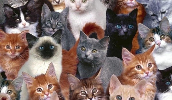 TEST: Czy rozpoznsz różne rasy kotów?