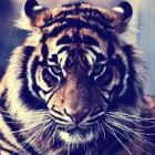 tiger2.2