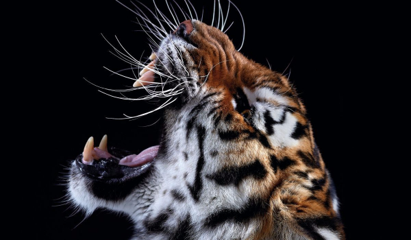 Czy jesteś zwierzęciem?