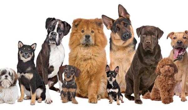 Czy rozpoznasz 10 ras psów #1