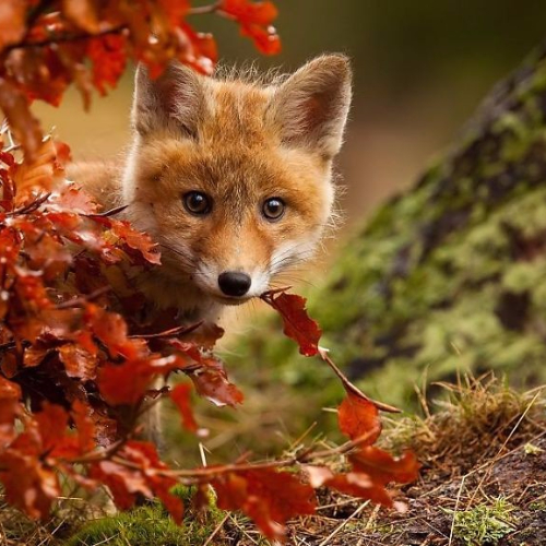 Aleksandrakorzeniewska123