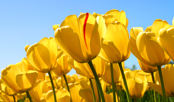 Kim powinieneś zostać?