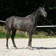 Cimba
