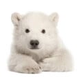 polarny