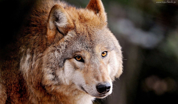 Czarny Alfa #1 sezon 2