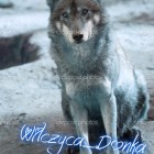 Wilczyca_Donka